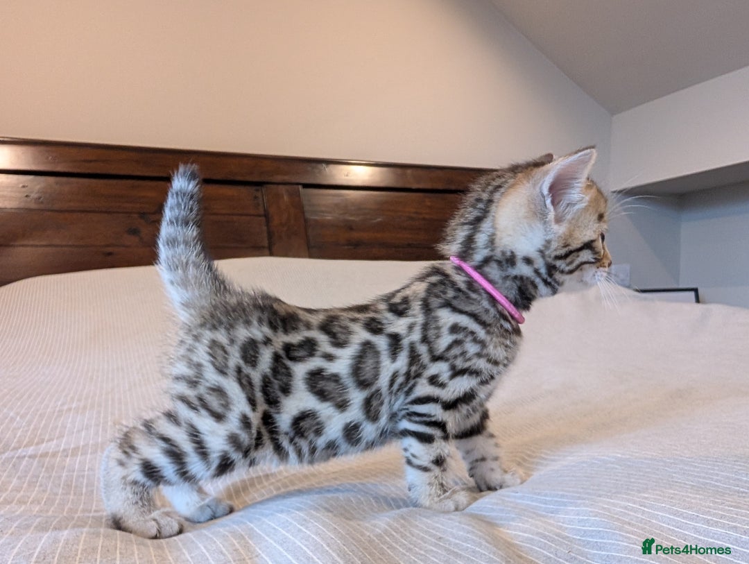 Bengal cats for sale: 🖤🤎 Gorgeous Bengal Kittens 🤎🖤 - Image 25