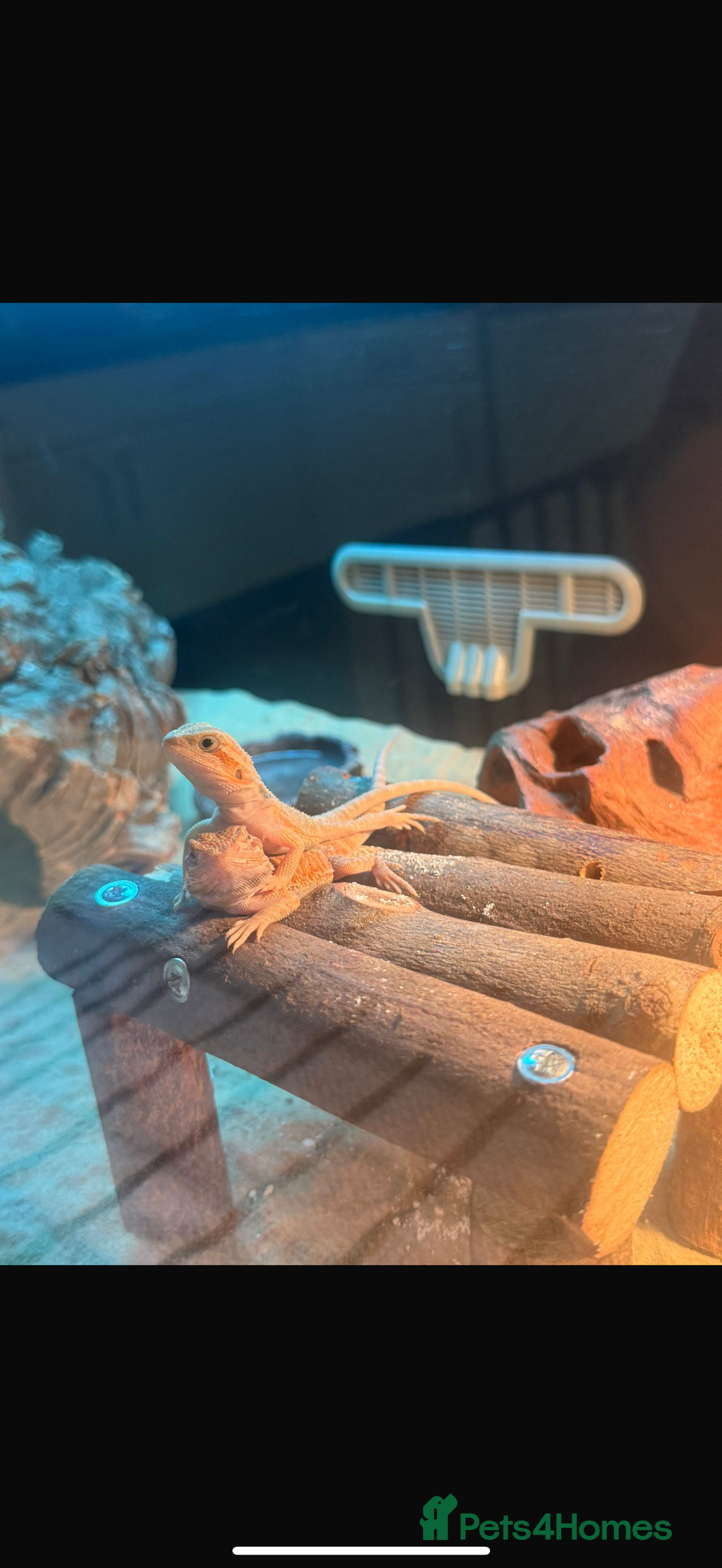 Bearded Dragon reptiles for sale: Full set up and two juvenile bearded dragons  - Advert 4