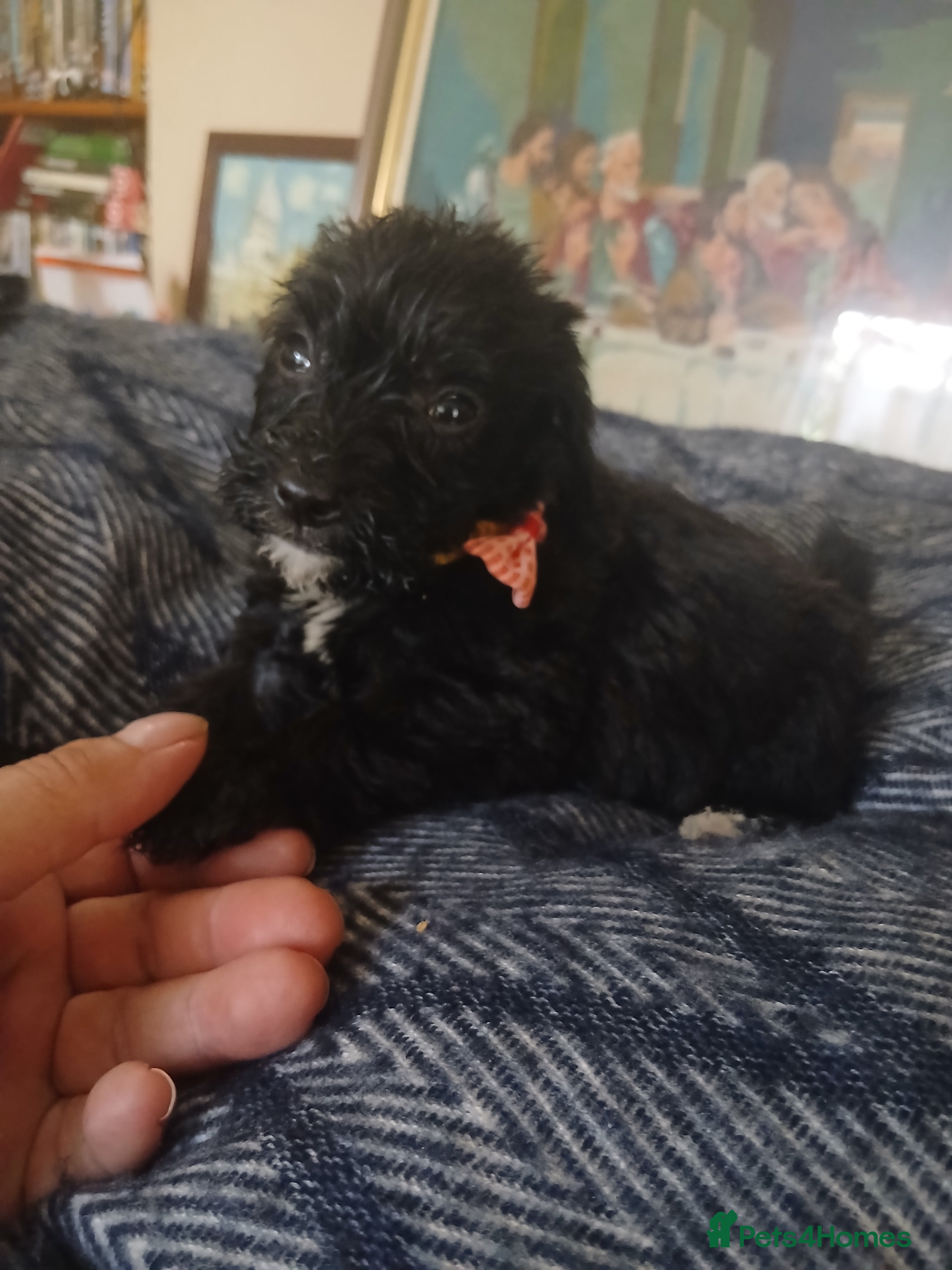 Mixed Breed dogs King Schnoodle Puppies ( Cavapoo/ Mini Schnauzer) - Advert 2