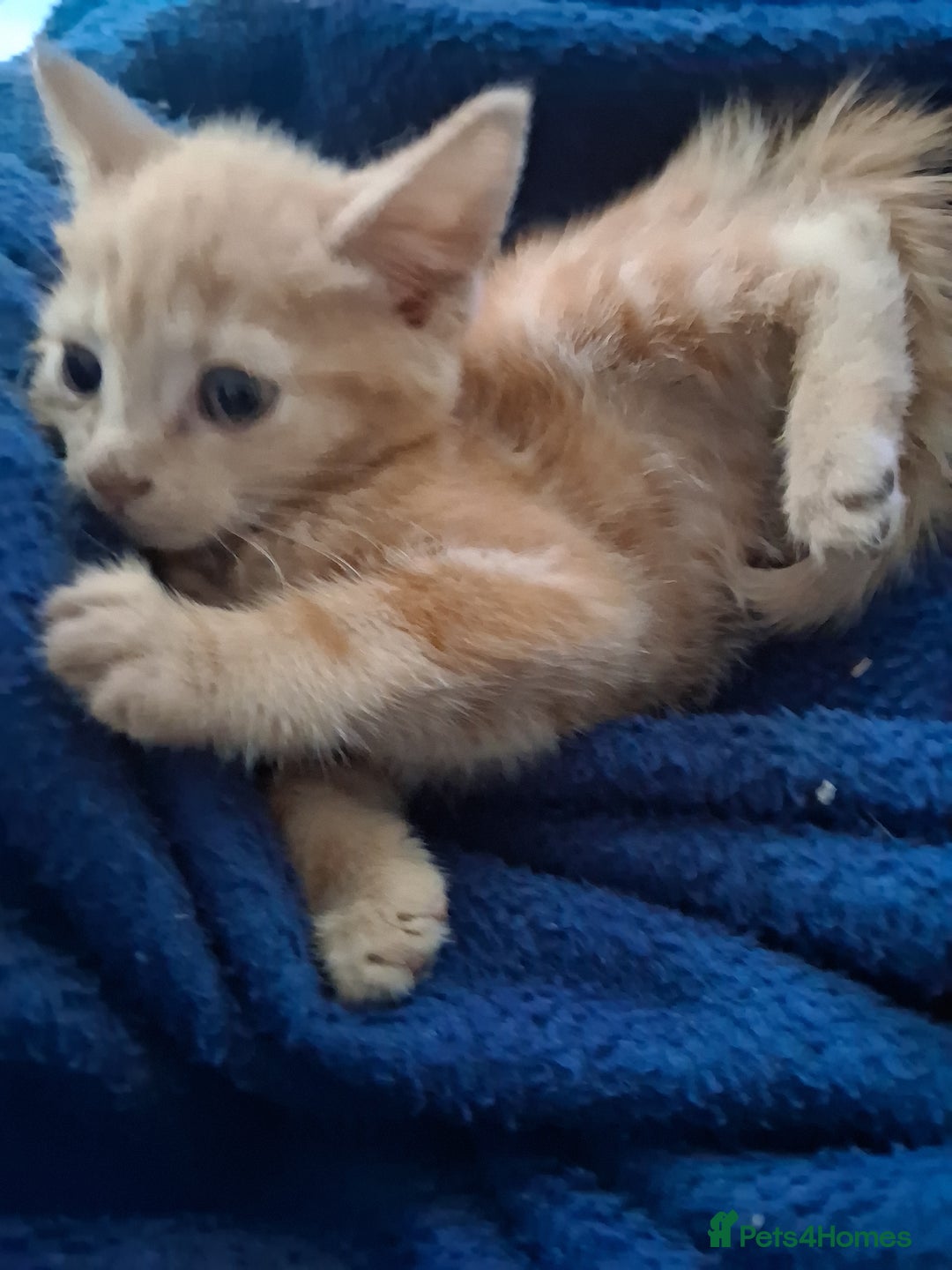 Mixed Breed cats for sale: CUTE KITTIES❤💕 - Image 2