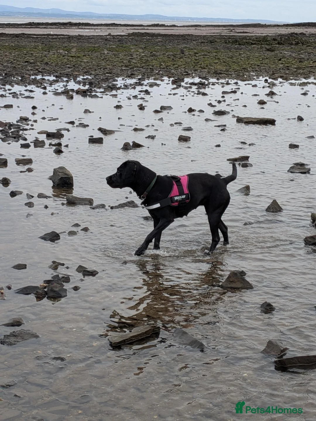 Mixed Breed dogs for sale: Change of circumstances  - Advert 1