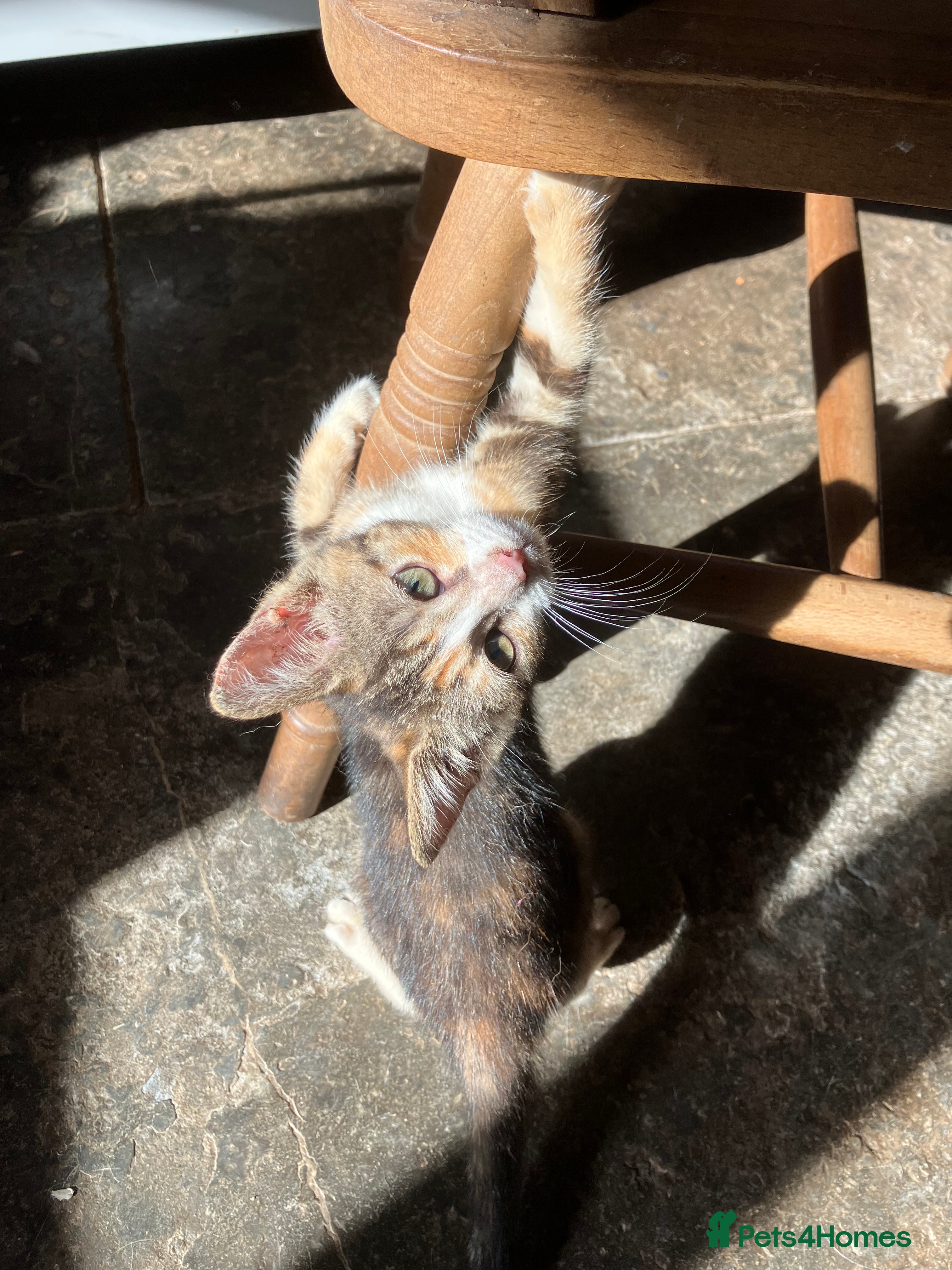 Mixed Breed cats Stunning kittens. Please make an offer - Advert 2