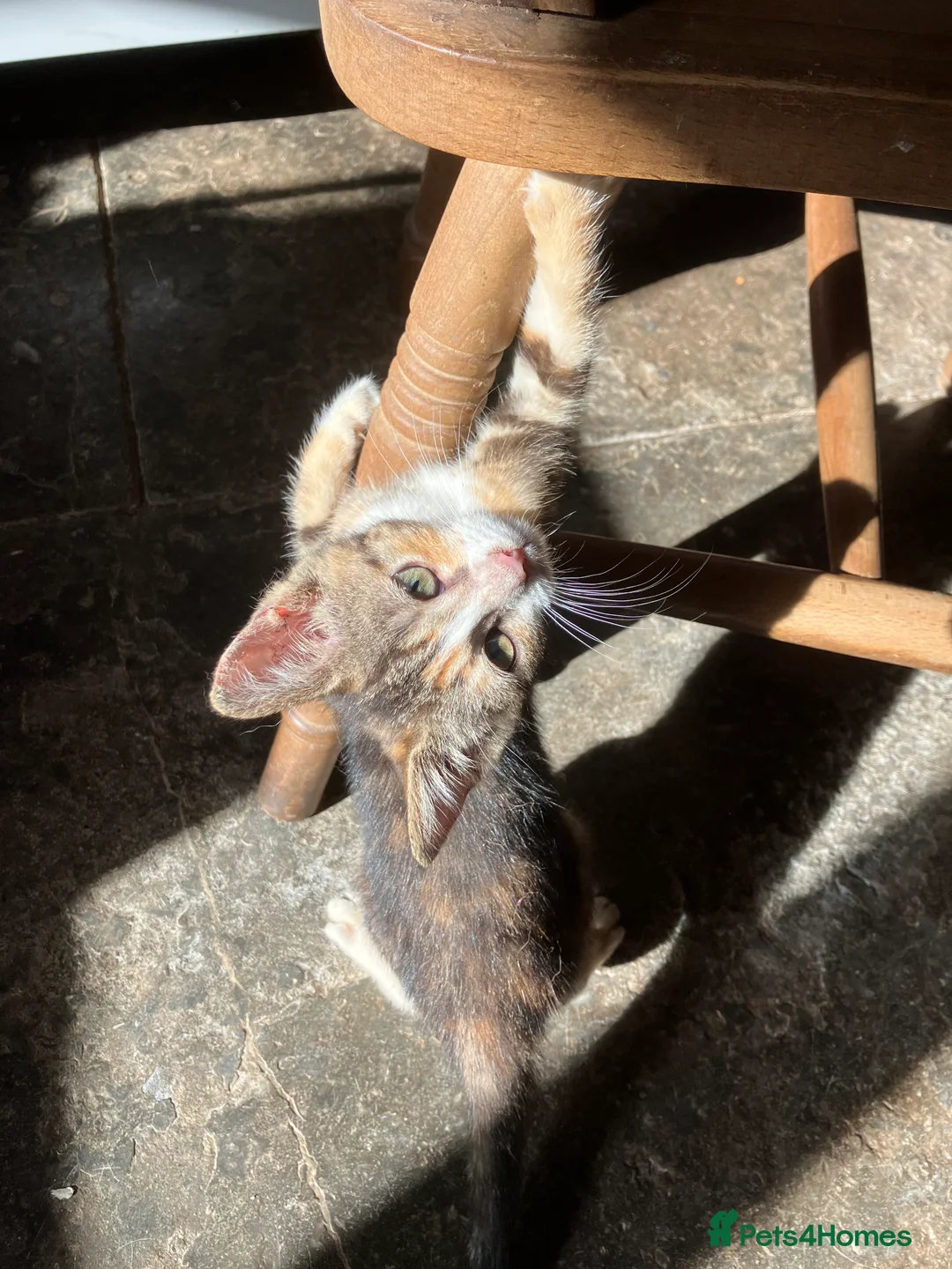 Mixed Breed cats for sale: Stunning kittens. Please make an offer - Advert 2