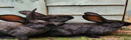 Continental Giant rabbits for sale: Purebred Continental Giants  - Advert 5