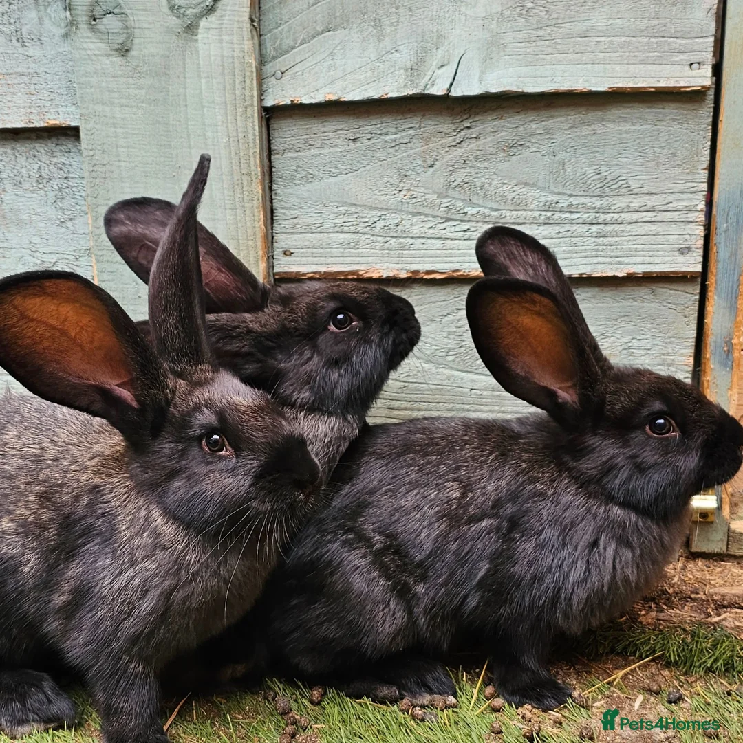 Continental Giant rabbits for sale: Purebred Continental Giants  - Advert 5