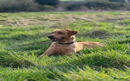 Goldador dogs for sale: 🐶 Last Beautiful Girl Available 🩷 - Image 7
