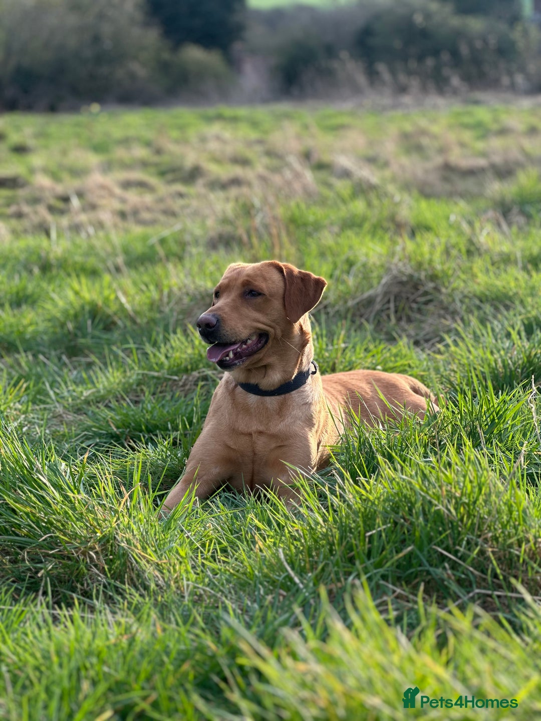 Goldador dogs for sale: 🐶 Last Beautiful Girl Available 🩷 - Image 7
