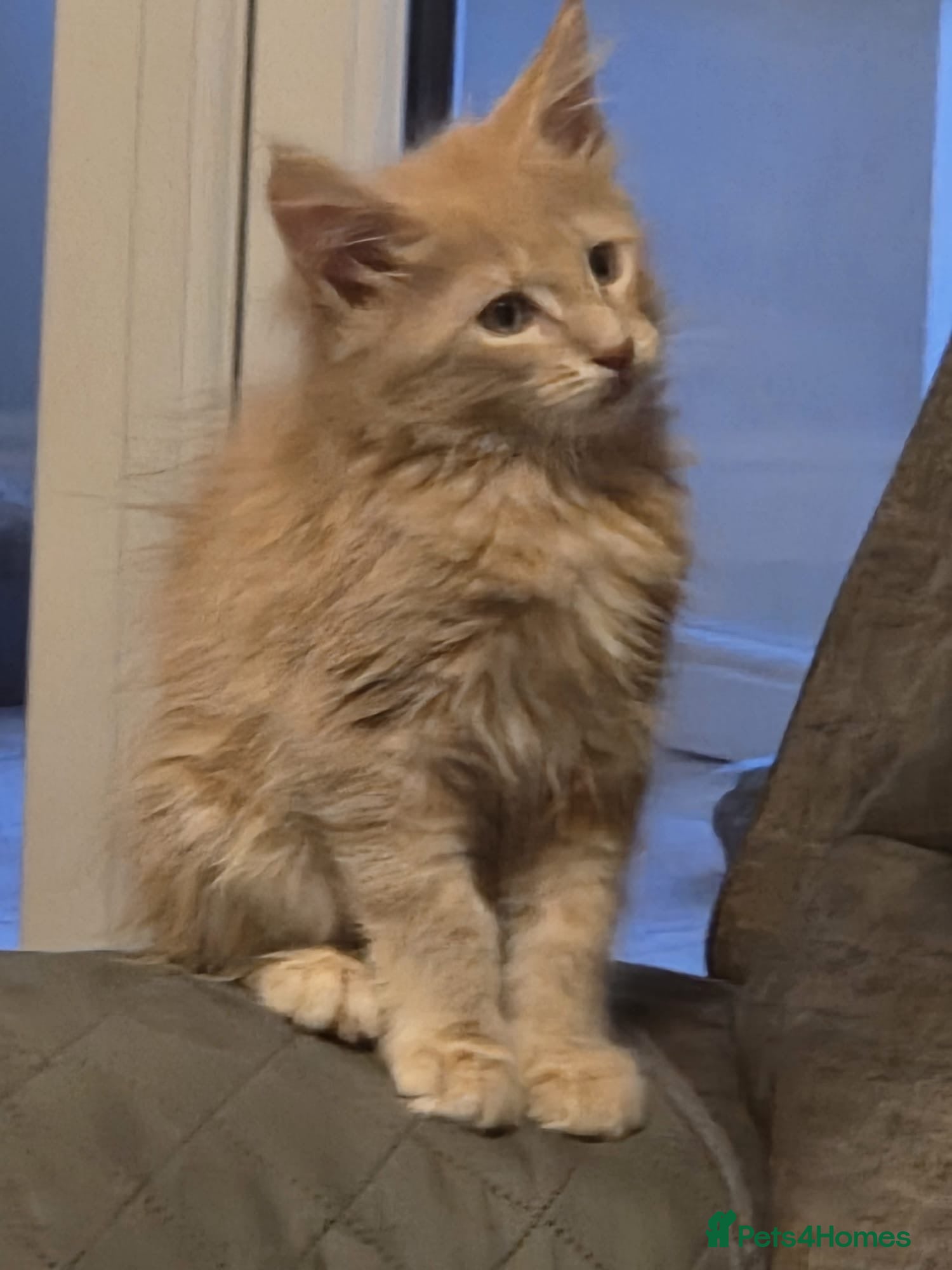 Maine Coon cats GCCF Maine Coon red/silver  pure bred Maine coons  - Advert 2