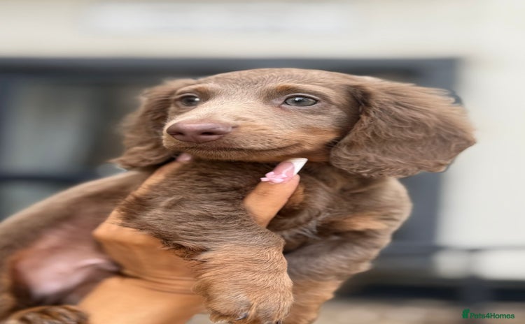Miniature Dachshund dogs in Watford - Advert 16