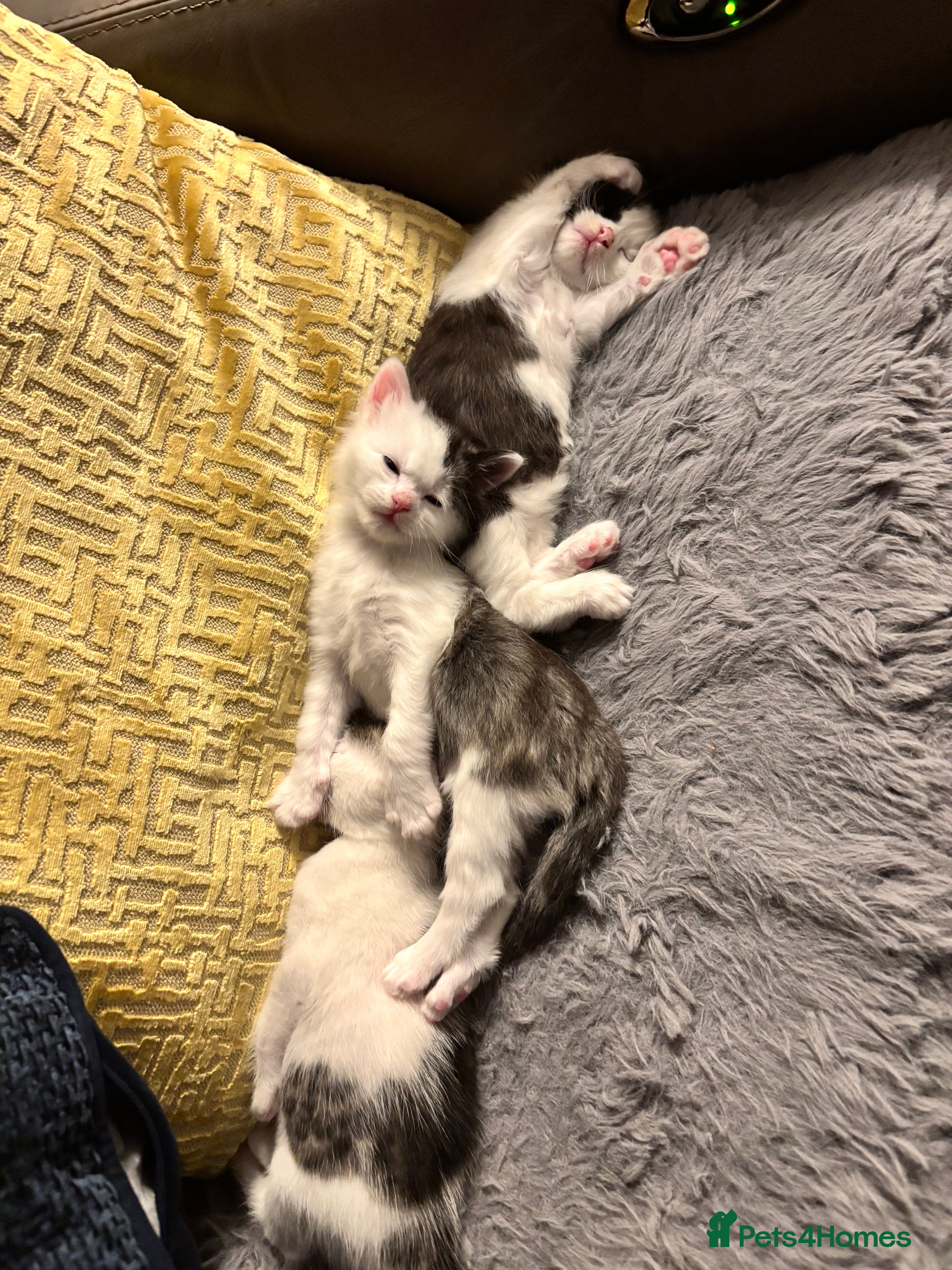 Mixed Breed cats Bengal ** avannah cross kittens - Advert 3