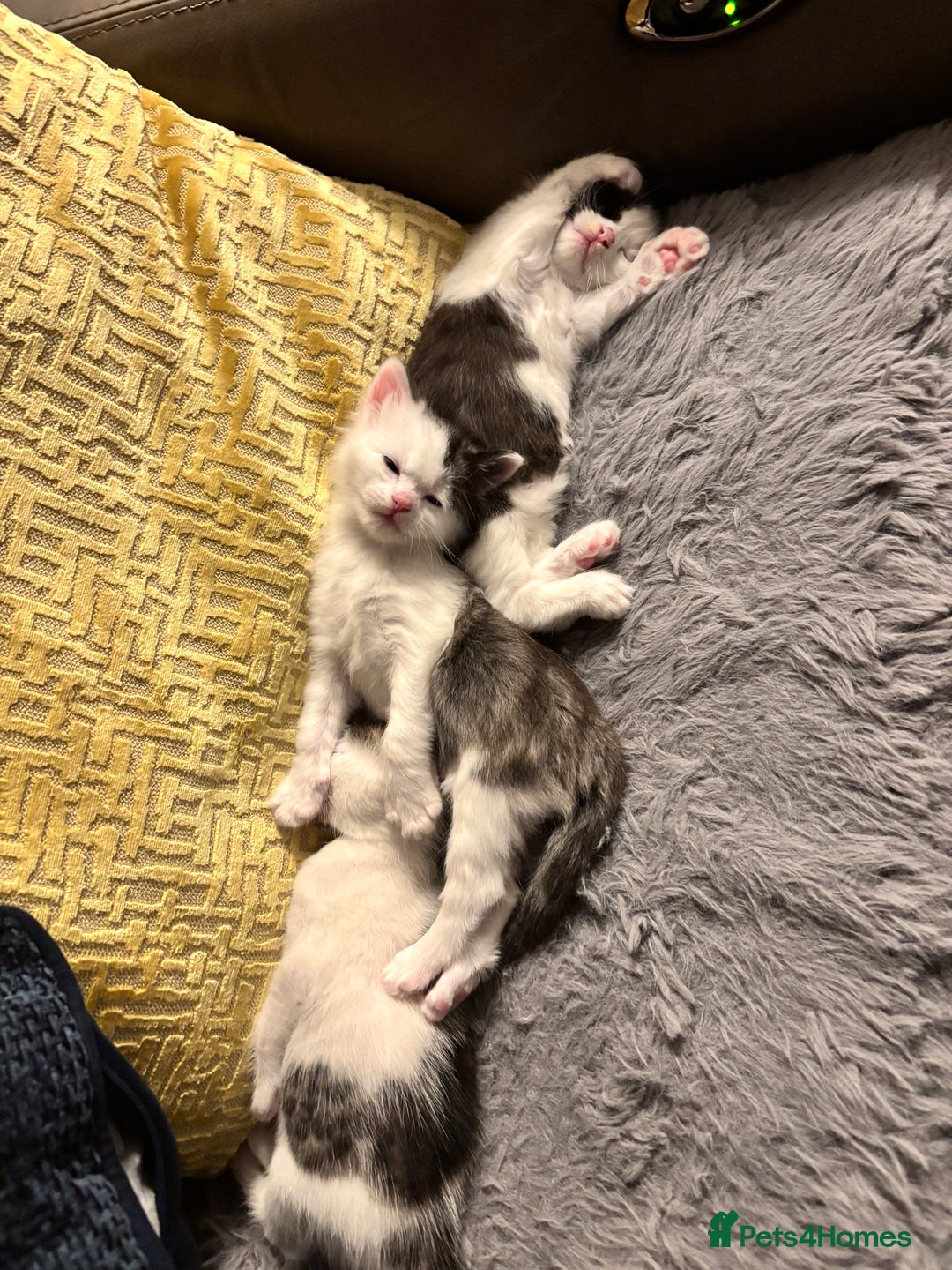 Mixed Breed cats for sale: Bengal ** avannah cross kittens - Advert 1