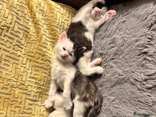 Mixed Breed cats Bengal ** avannah cross kittens - Advert 9