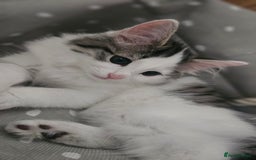 Turkish Angora cats for sale: Kitten ready to go  - Image 1