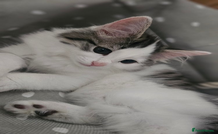 Turkish Angora cats - Advert 1