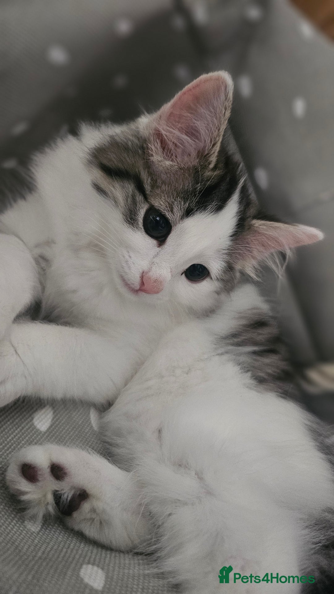 Turkish Angora cats for sale: Kitten ready to go  - Image 1