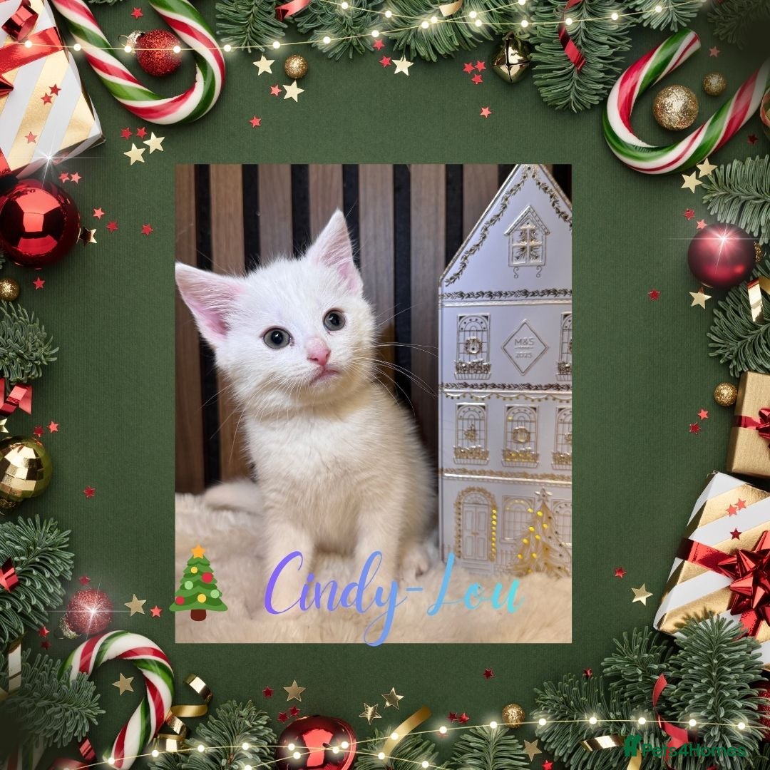 British Shorthair cats for sale: ⭐ LAST ONE The Snow Angel Litter ❄️ Whiskers ⭐ - Advert 30