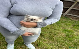 Persian cats for sale: Color point Persian kittens - Image 11