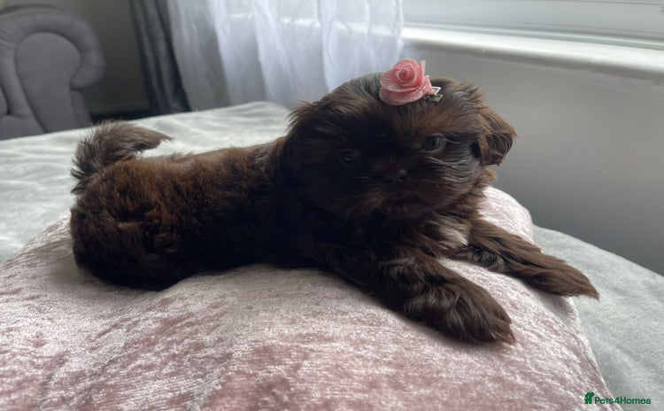 Shih Tzu dogs - Advert 1
