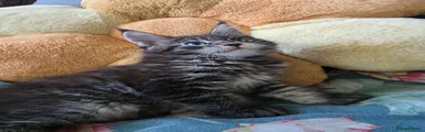Maine Coon 3