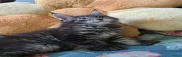 Maine Coon cats for sale: Stunning Maine Coon Kittens Available - Advert 9