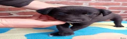 Mixed Breed dogs for sale: Lurcher pups (Collie x Whippet) - Advert 7