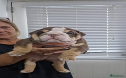English Bulldog dogs for sale: Forever homes  - Image 12