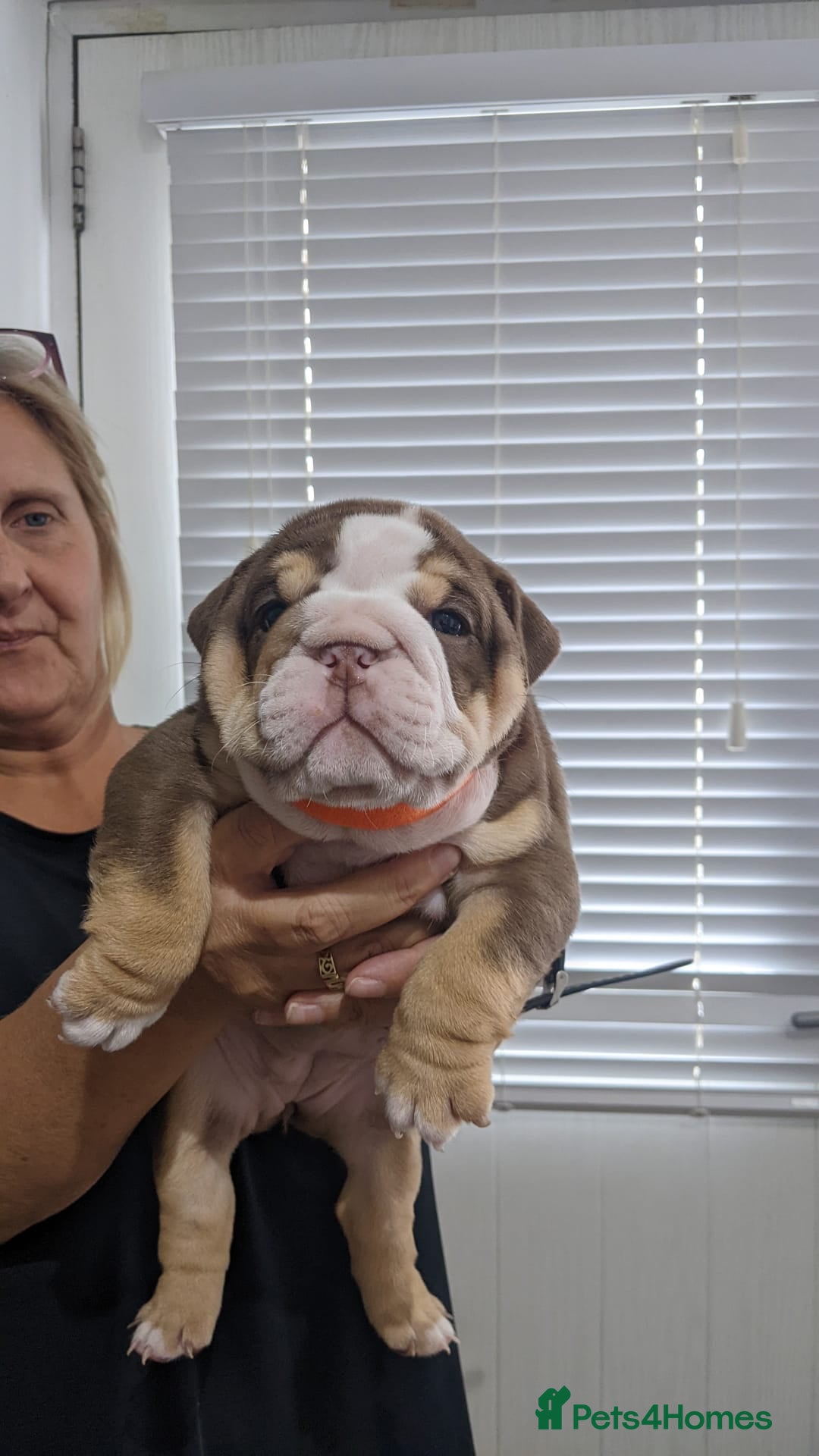 English Bulldog dogs for sale: Forever homes  - Image 12