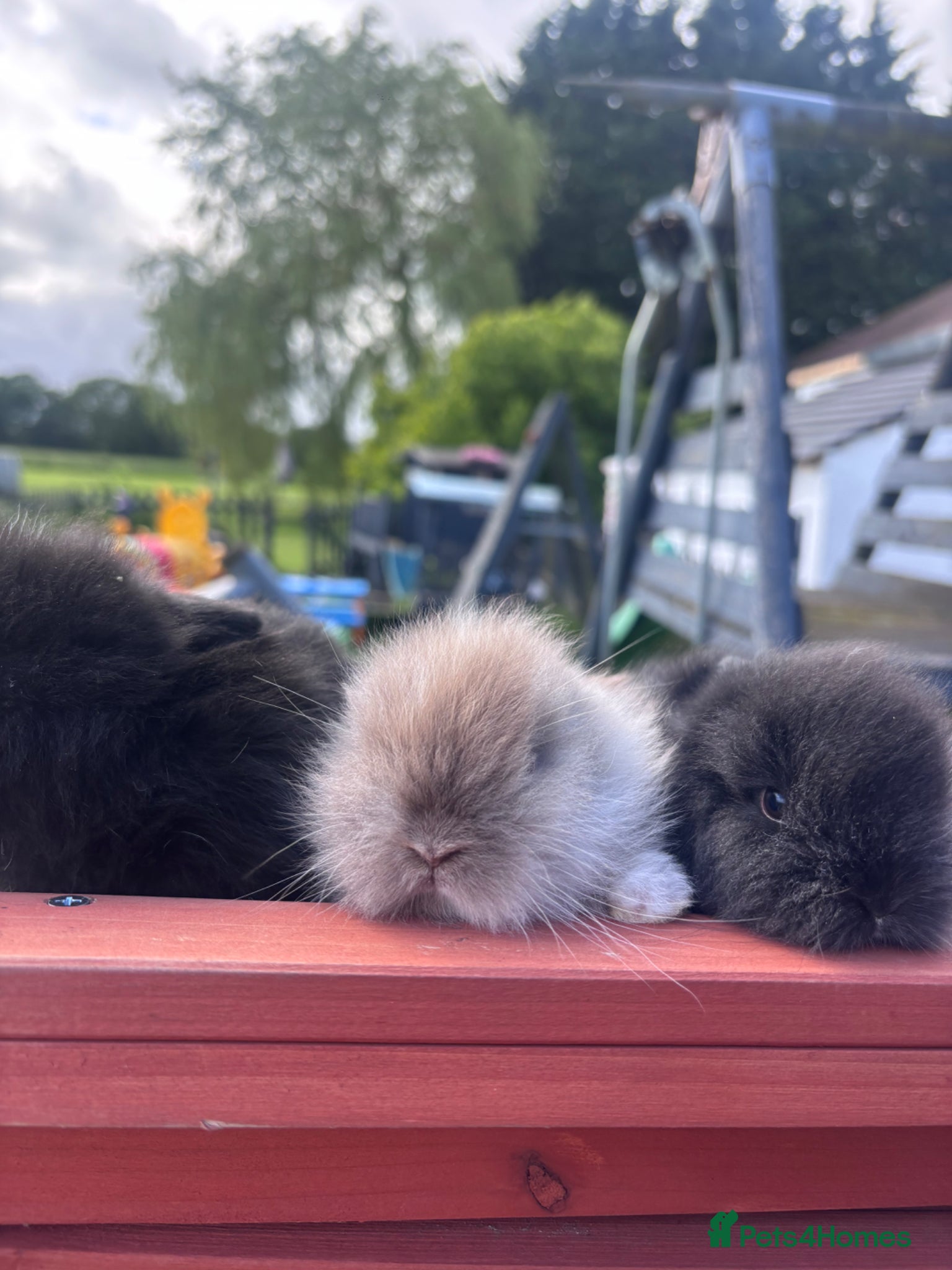 Lionhead rabbits for sale: Stunning lion head bunnies for sale  - Advert 2
