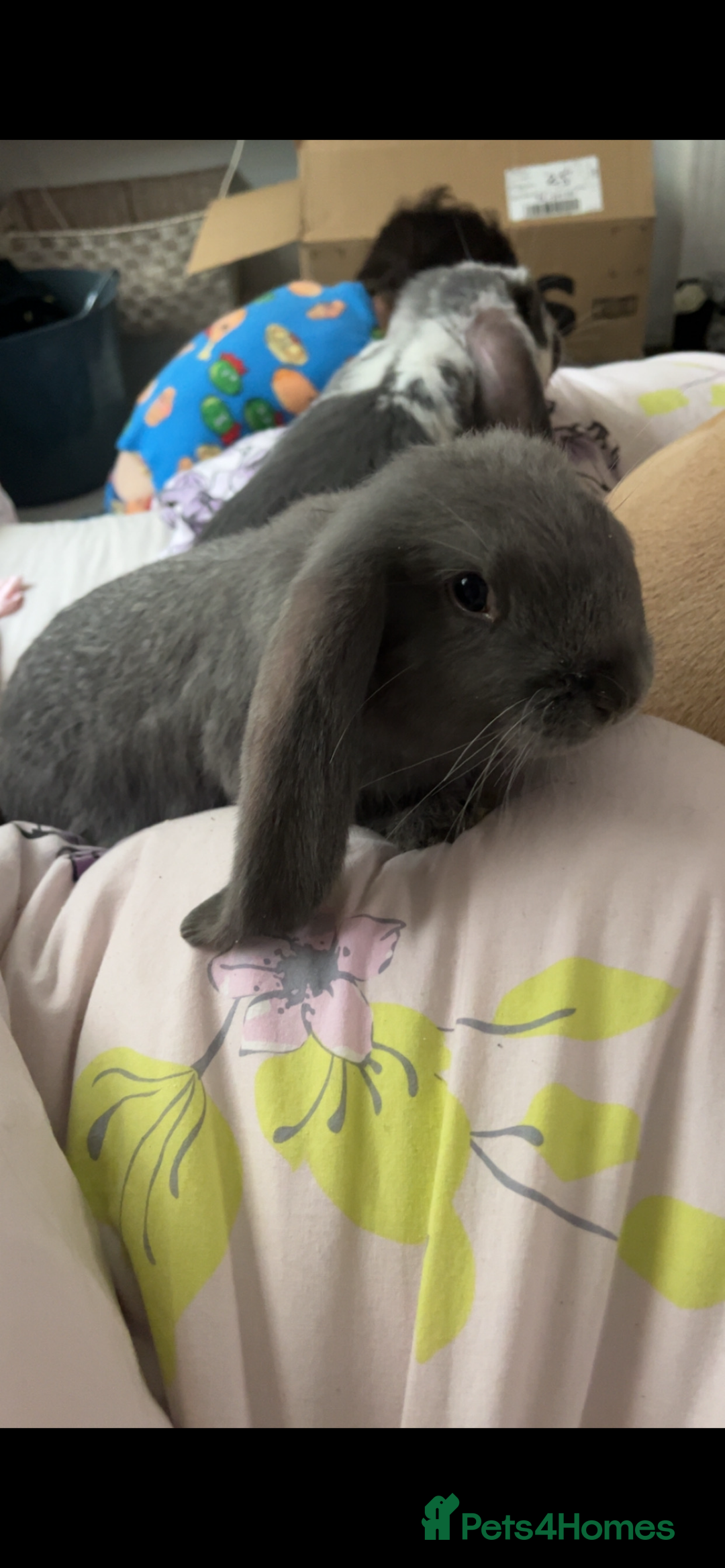 French Lop rabbits for sale: Giant French lop rabbits  - Image 13
