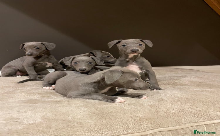 Whippet dogs - Advert 1