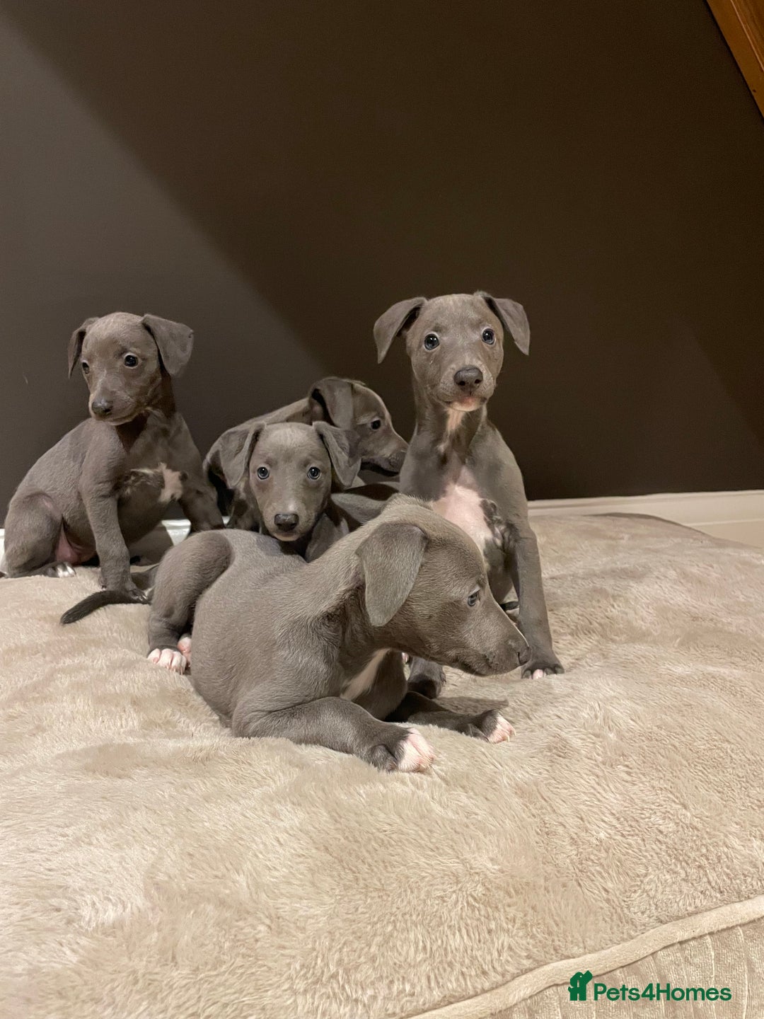 Whippet dogs for sale: 6 gorgeous blue whippet puppies  - Image 1