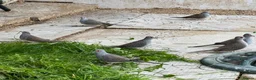 Doves birds for sale: Diamond Dove  in Corby - Advert 3