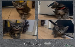 Mixed Breed cats for sale: 4 Kittens looking for their forever homes 🏠  - Image 4