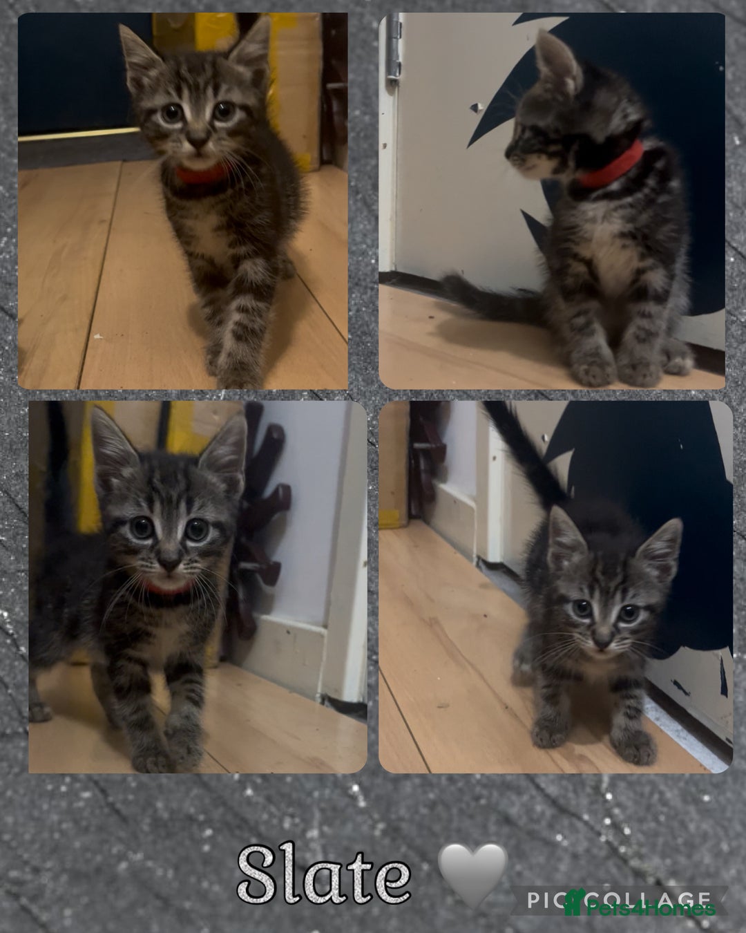 Mixed Breed cats for sale: 4 Kittens looking for their forever homes 🏠  - Image 4