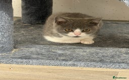 British Shorthair cats for sale: British shorthair kittens.  - Image 10