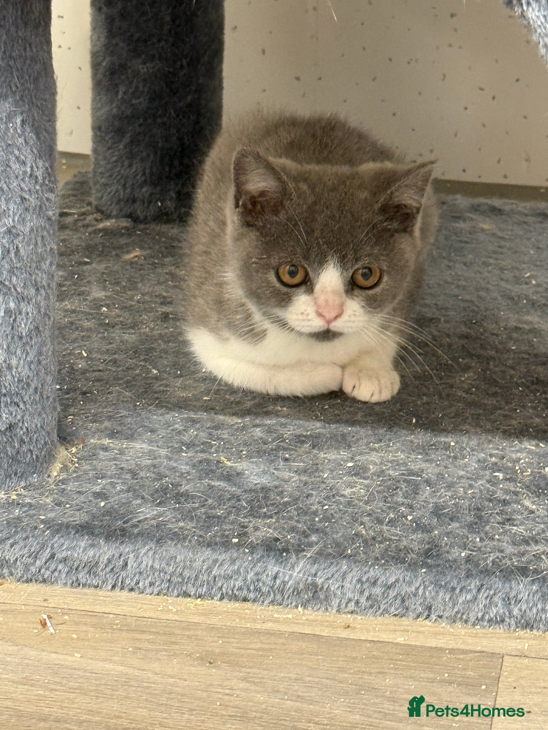 British Shorthair cats for sale: British shorthair kittens.  - Image 10