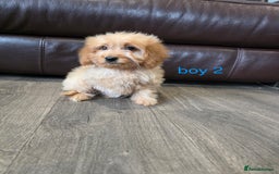 Cockapoo dogs for sale: Adorable cockapoo pups ready to go 🐶 - Image 36