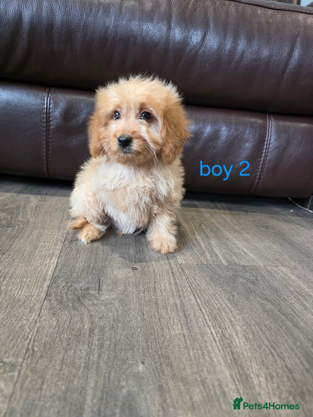 Cockapoo dogs for sale: Adorable cockapoo pups ready to go 🐶 - Image 36