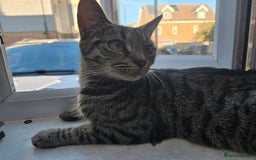 Mixed Breed cats for sale:  tabby kittens  - Image 13