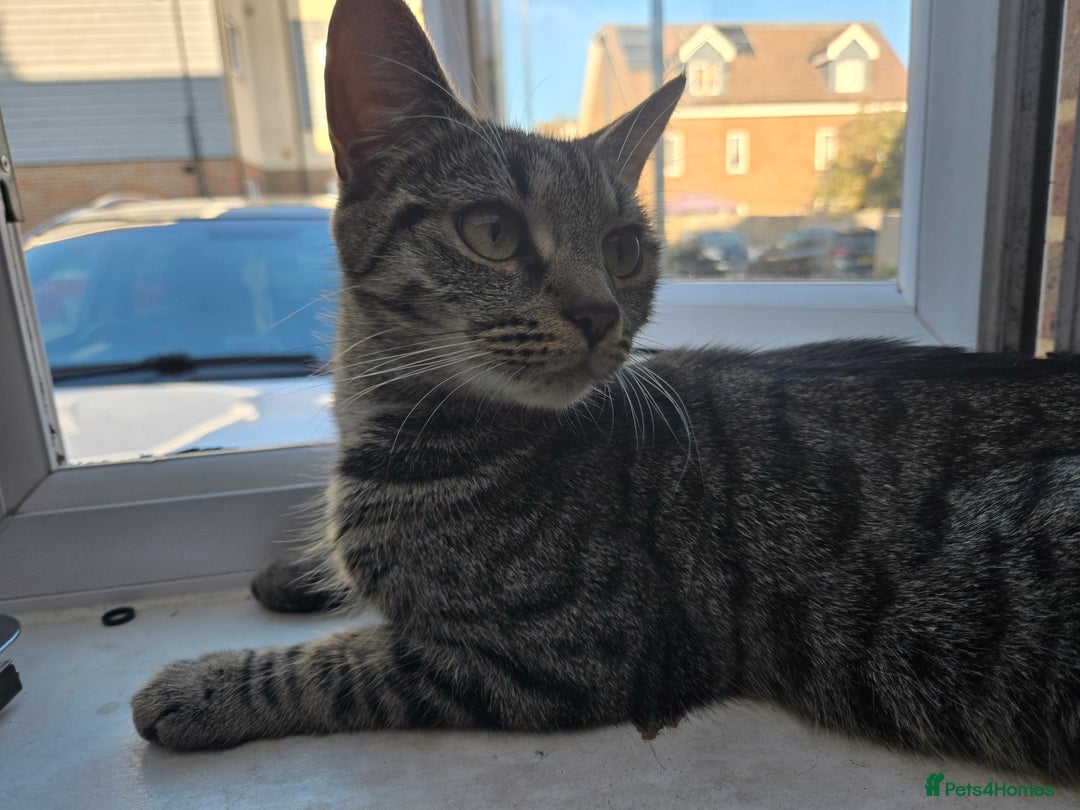 Mixed Breed cats for sale:  tabby kittens  - Image 13