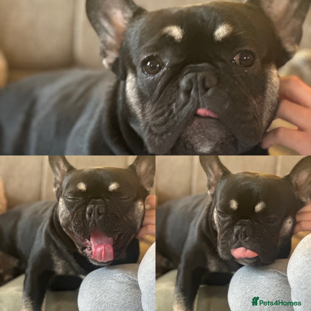 French Bulldog dogs for sale: 1 year old French bulldog  - Image 4