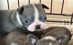 Boston Terrier dogs for sale: KC stunning chunky Boston Terriers - Image 29