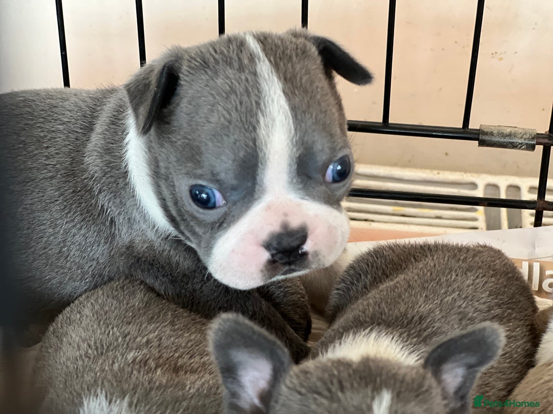 Boston Terrier dogs for sale: KC stunning chunky Boston Terriers - Image 29