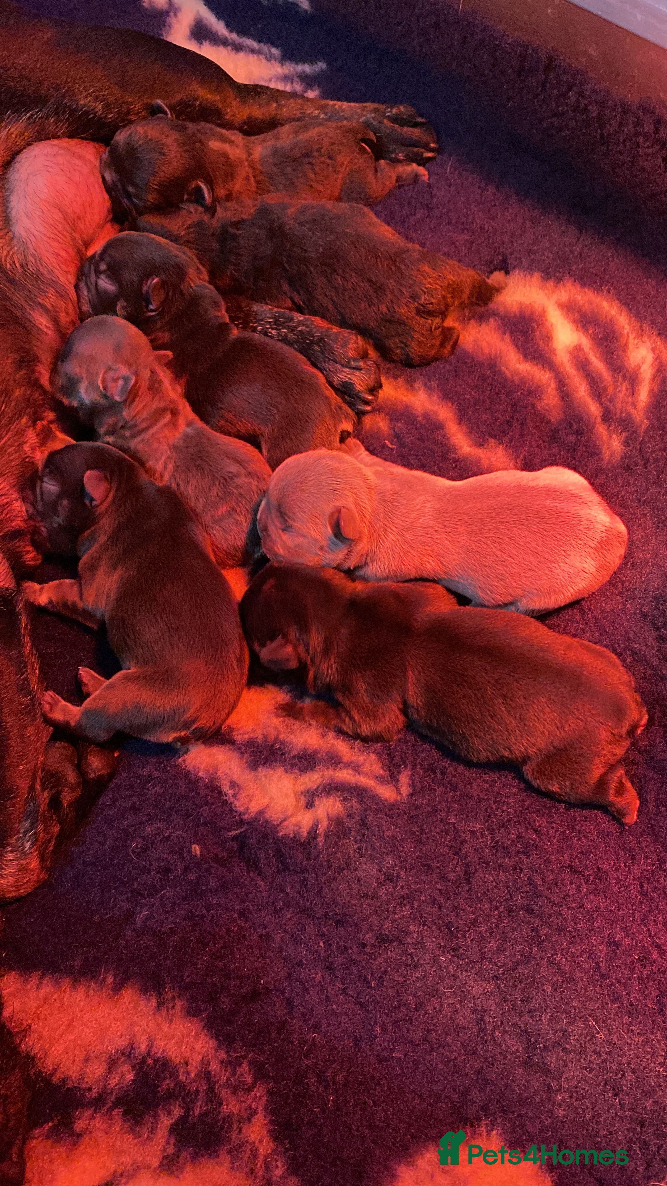 French Bulldog dogs French Bulldog puppies - Advert 2