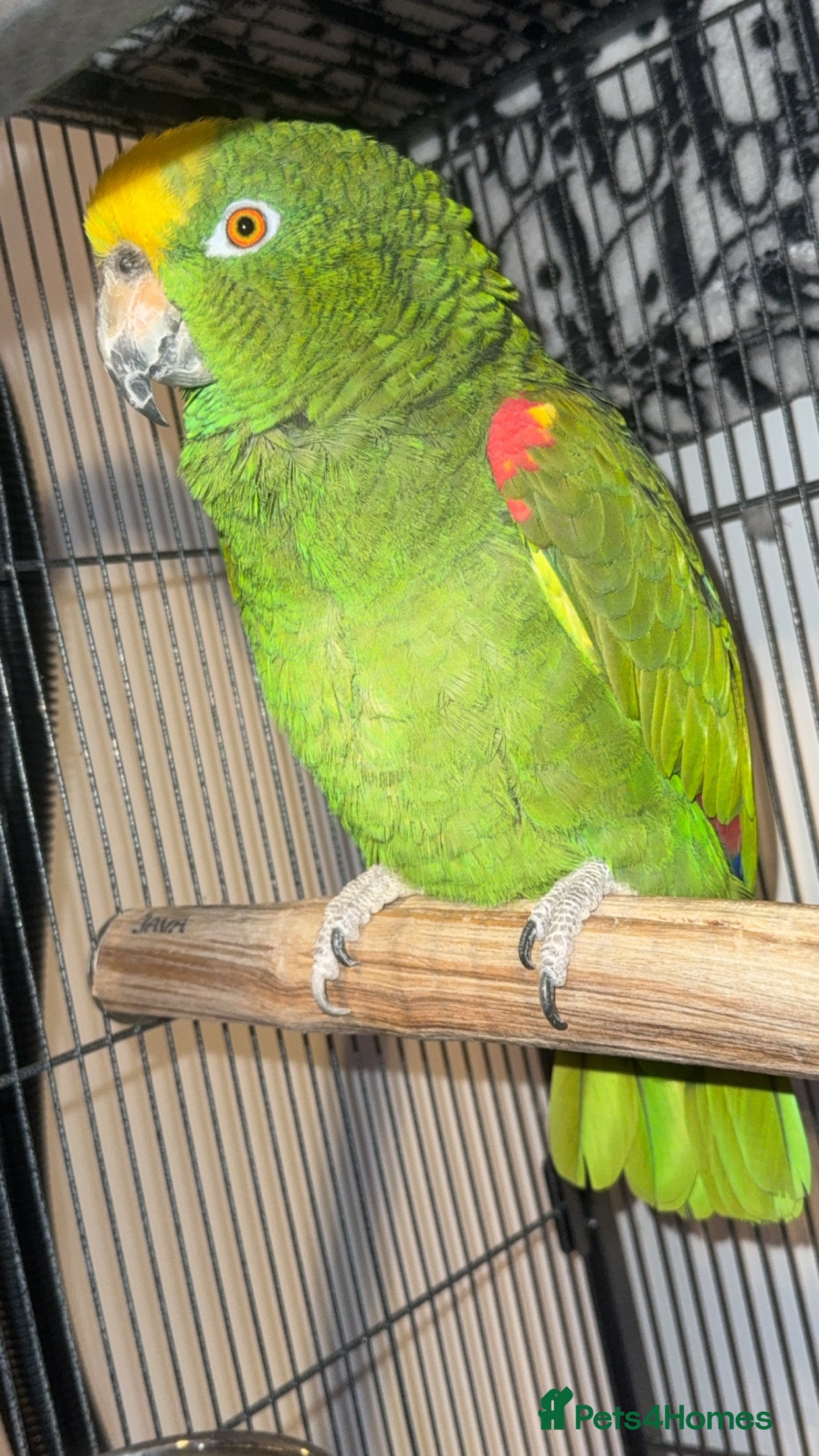 Parrots birds Parrot for sale - Advert 4