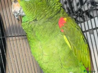 Parrots birds Parrot for sale - Advert 1