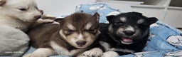 Siberian Husky dogs for sale: Wooly Siberian huskies - all Blue Eyes - Advert 6