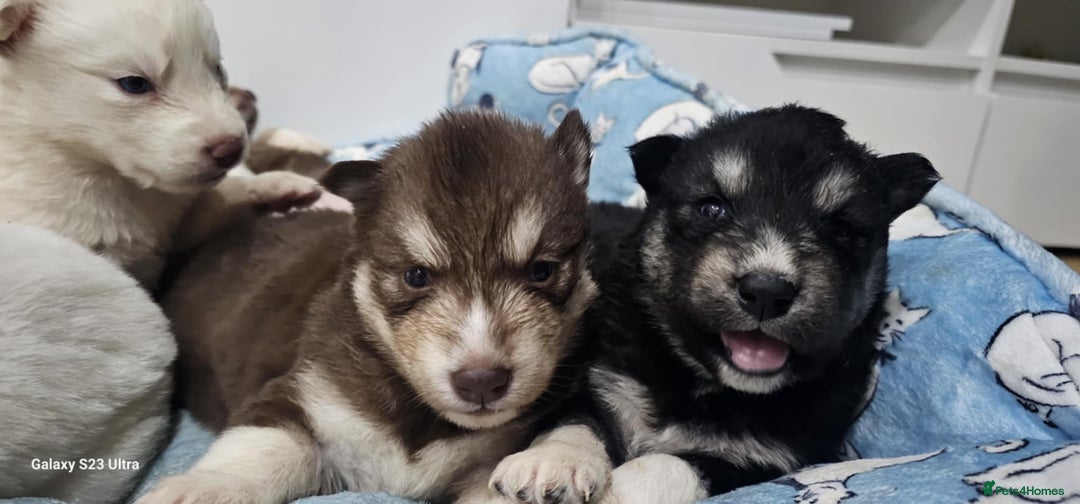 Siberian Husky dogs for sale: Wooly Siberian huskies - all Blue Eyes - Advert 6