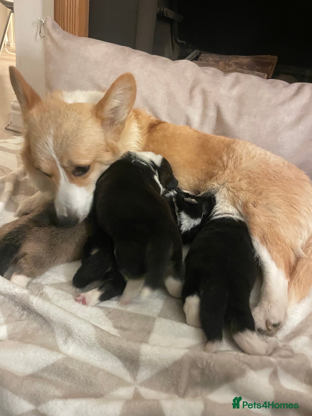 Welsh Corgi Pembroke dogs for sale: KC REG PEMBROKESHIRE CORGIS - Image 4
