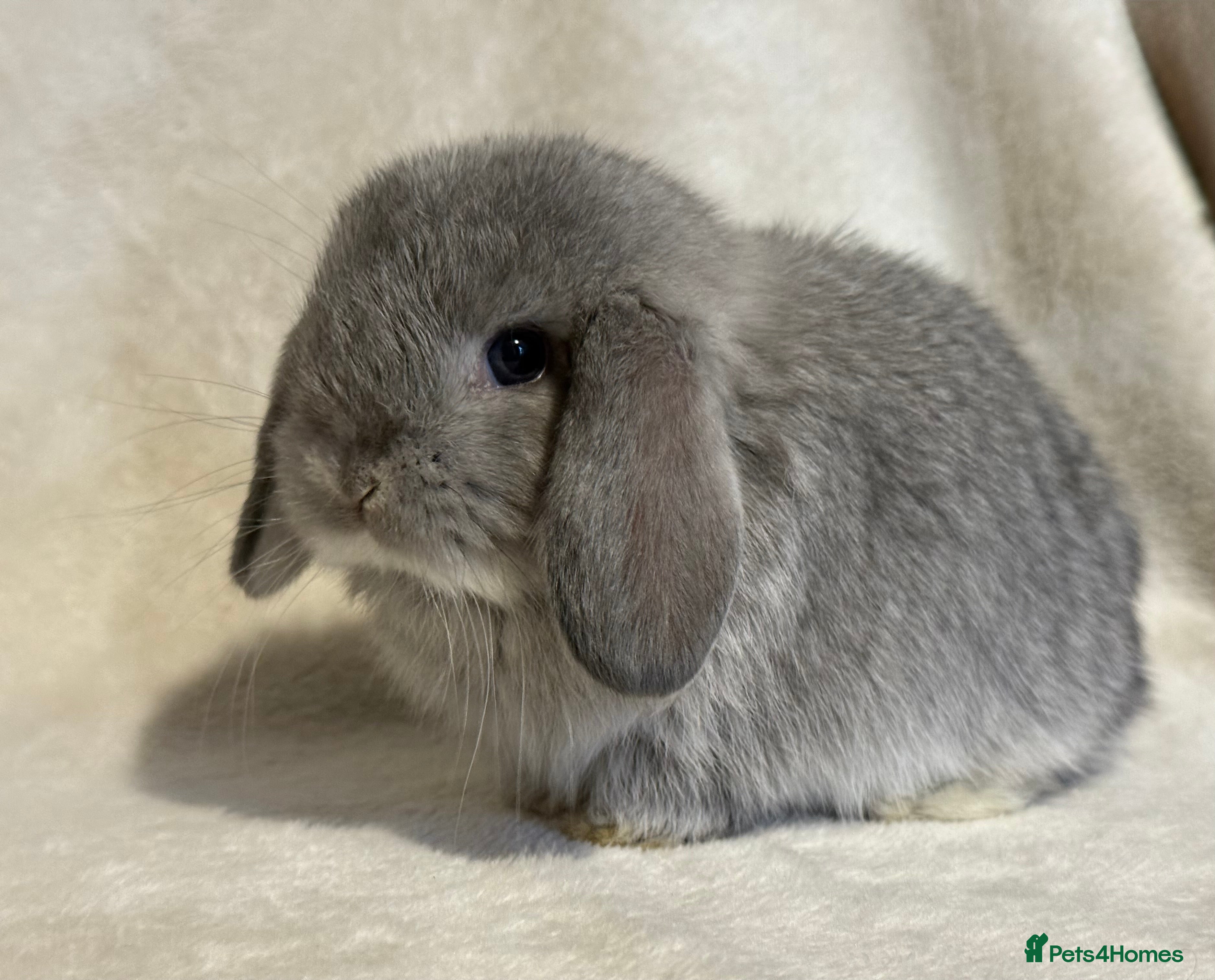 Mini Lop rabbits READY NOW Pure mini lop girls - Advert 2